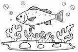 Snapper Fish Coloring Page  Free Printable Pages sketch template