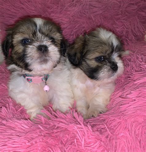 Shih Tzu Puppies For Sale | Blake Avenue, Brooklyn, NY #317423