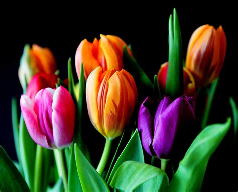 Free Images : petal, tulip, bouquet, color, colorful, pink, flora ...