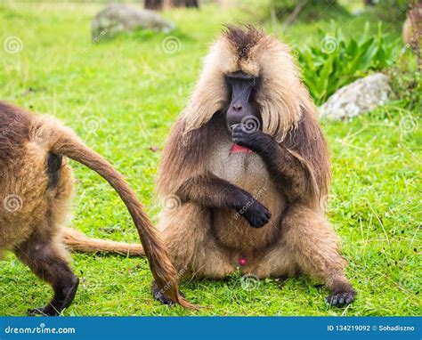 Male Gelada, Theropithecus Gelada, In Simien Mountains Of Ethiopia Stock Image | CartoonDealer ...