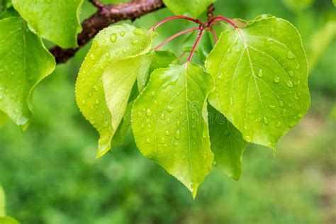 Apricot Leaves stock photo. Image of weather, rain, agriculture - 140268572