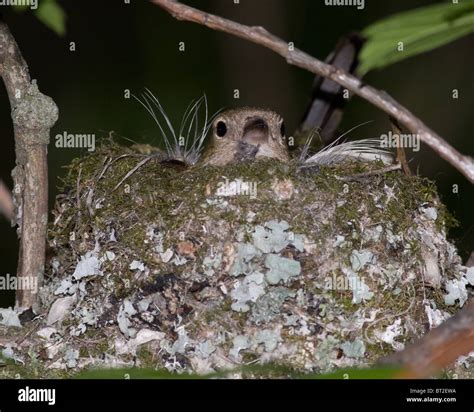 Chaffinch nest hi-res stock photography and images - Alamy