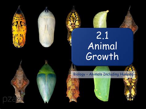 Animal Growth - Presentation | Science Year 2