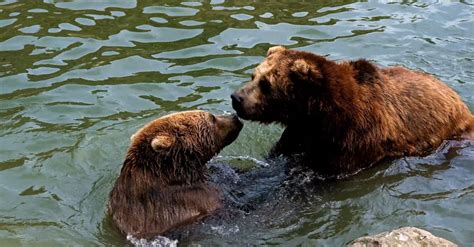 Two Brown Bears Playing in a Body of Water Free Stock Video Footage ...