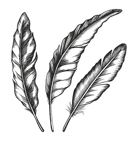 Crow Feather Clip Art, Vector Images & Illustrations - iStock