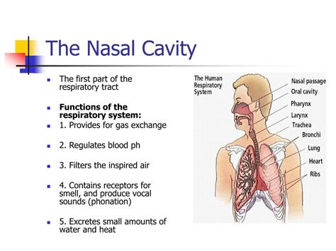 Nasal Cavity Function - Nasal Anatomy And Physiology : It is the part ...