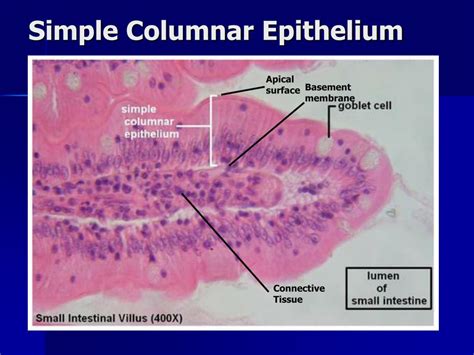 PPT - Lab Exercise Classification of Tissues: Epithelial Tissue PowerPoint Presentation - ID:306963