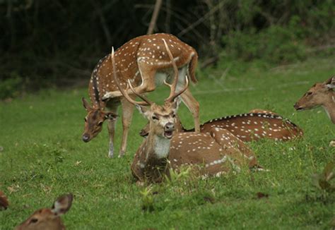 Mudumalai National Park and Wildlife Sanctuary - Tamil Nadu