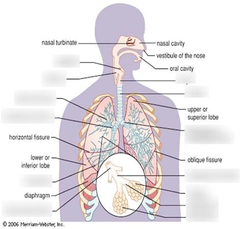 Airway anatomy Diagram | Quizlet