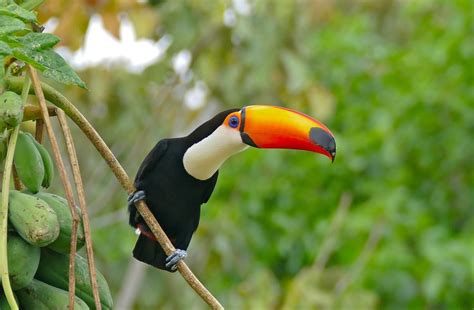 What Do You Know About The Toco Toucan? - Things Guyana