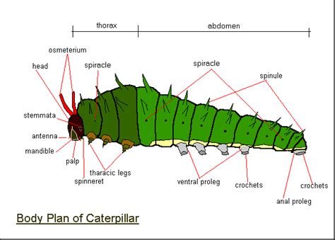 Caterpillars