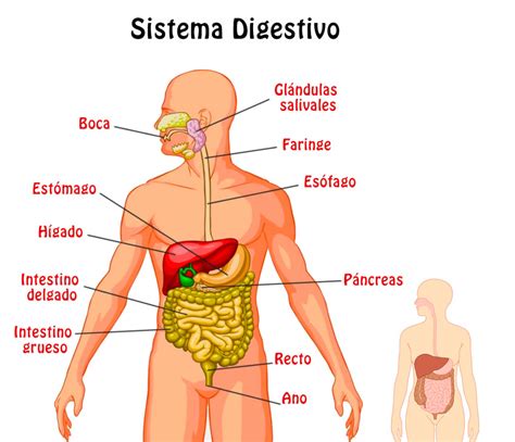 Resumen del Sistema Digestivo: órganos, características, función, funcionamiento