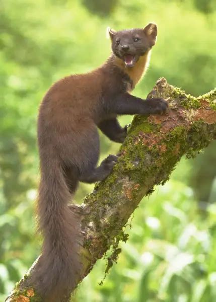 Pine Marten - Facts, Diet, Habitat & Pictures on Animalia.bio