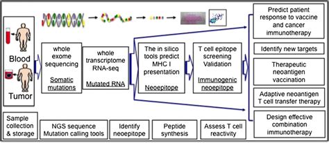 Current potential pipelines of whole exome sequencing for neoantigen... | Download Scientific ...