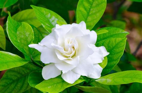 Blossom Charming: Gardenia flower