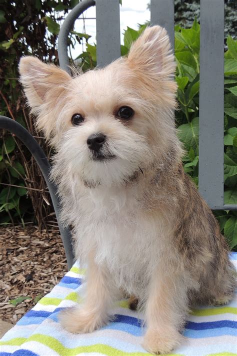 Morkie Puppies For Sale | Kouts, IN #280714 | Petzlover