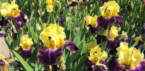 Irises garden – Make your garden more beautiful