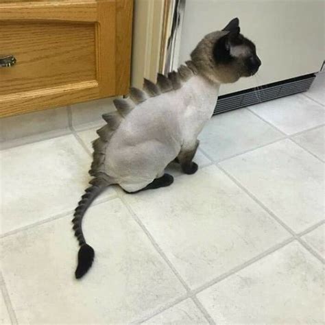 "Dragon Meets Feline: 20 Cute Cats Sporting Unique Hair Cuts"