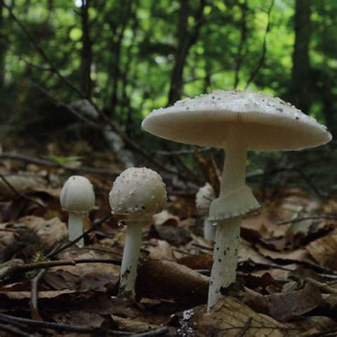 Destroying Angel (Amanita virosa) Identification