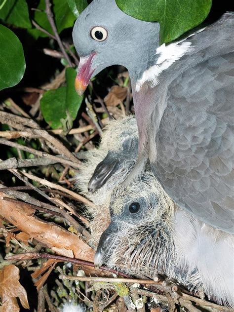 Wood Pigeon Nest Photograph by Dr Jeremy Burgess/science Photo Library