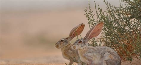 Habitat: Desert | Connect With Nature