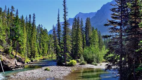 a river running through a forest filled with lots of tall pine trees on ...