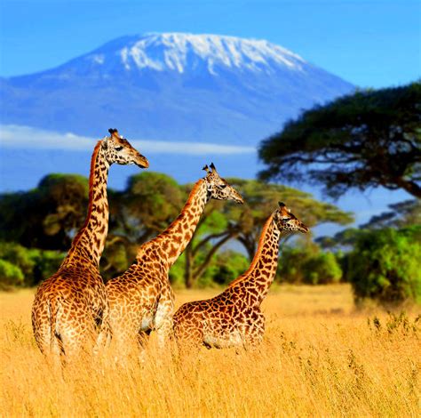 Cheap Flights To Tanzania: The Best Tickets – Travelstart.com.ng