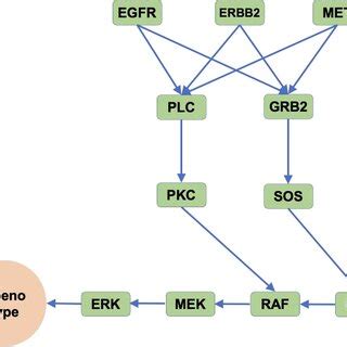 Schematic illustration of the simplified MAPK signaling pathway.... | Download Scientific Diagram