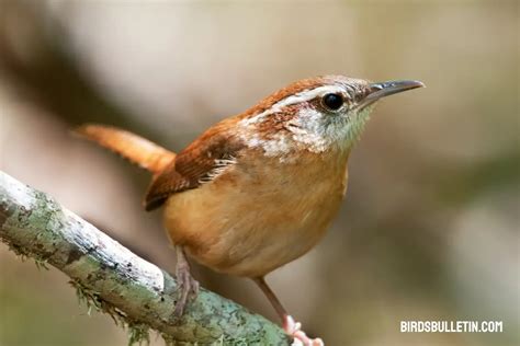 Carolina Wren: Subspecies, Nesting Habits, And More - Birds Bulletin