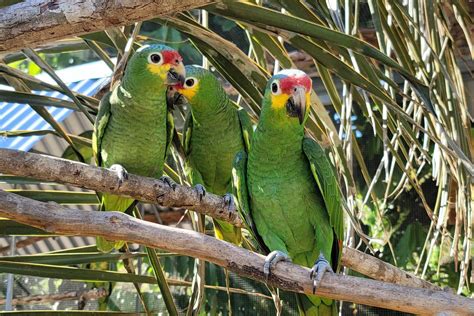 World Wildlife Day - The Belize Collection