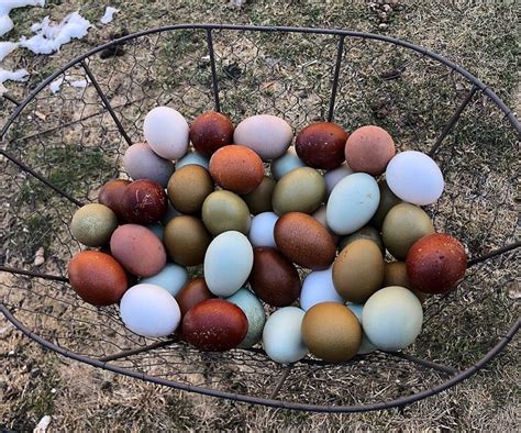 A Guide to Chicken Egg Colors - Why do chickens lay different colored eggs? Learn the simple ...