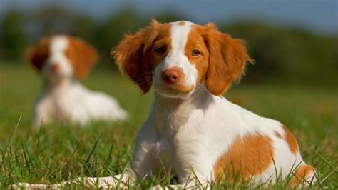 11 Brittany Spaniel Breeders In U.S.: Quality Comes First