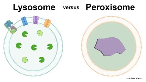 Peroxisome - free-radical scavengers - definition, structure, function, and biology