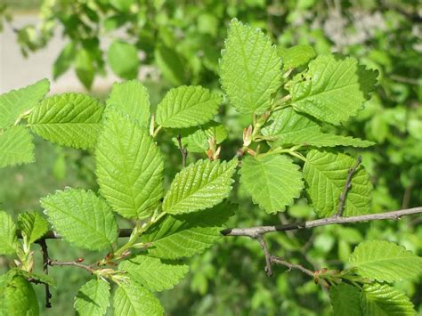 Slippery Elm (Ulmus rubra) - Learning Stations at Ariel Foundation Park