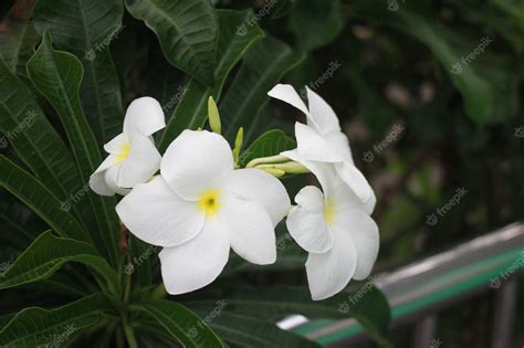 Premium Photo | White Plumeria Flowers on a Tree