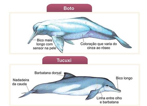 Tucuxi é boto? | Jeso Carneiro