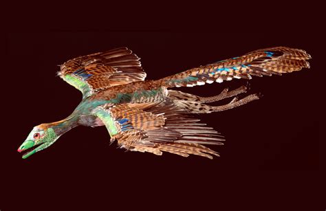 Archaeopteryx: New Specimen Reveals Amazing Details about Feathers of ...