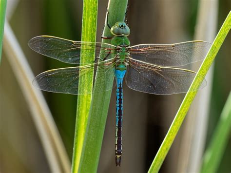 Common Green Darner | Arizona Dragonflies