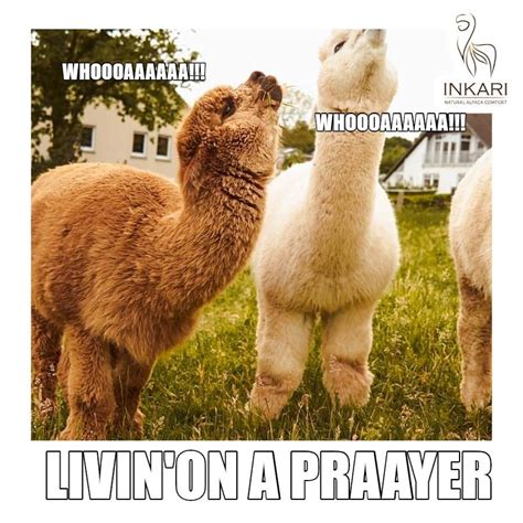 🦙🤣 ALPACA MEME 🤣 🦙 😁 Good music taste is universal😁 🤪 Addicted to alpacas too?! Join the @inkari ...