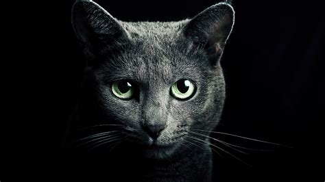 #8.1499, Black, Cat, 4K Wallpaper