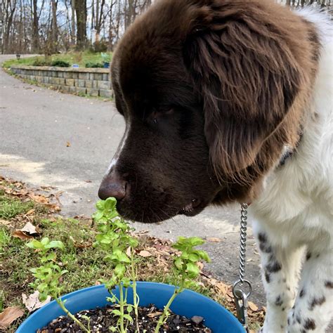 Common Houseplants Toxic to Dogs and Cats & How to Keep them Safe ...