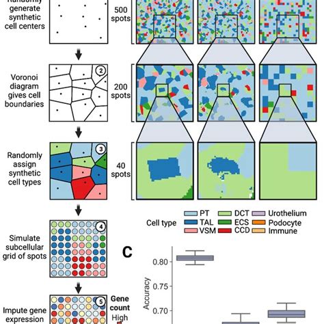 (PDF) Multiscale topology classifies and quantifies cell types in ...