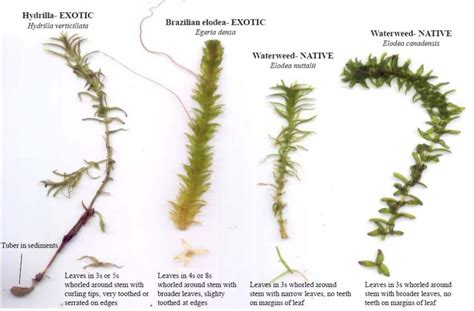 Potential Invasive: Hydrilla | Lake George Association