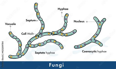 Structure of fungi, septate and coenocytic hyphae. Stock Vector | Adobe Stock