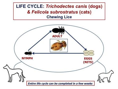 Lice Dogs and Cats: chewing (Mallophaga), and sucking (Anoplura ...