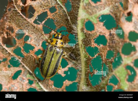 Elm leaf beetle and leaf damage Stock Photo - Alamy