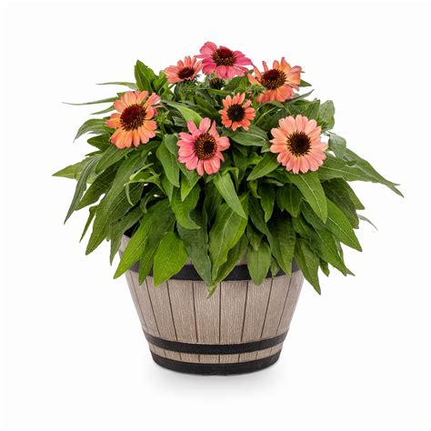 Perennials at Lowes.com