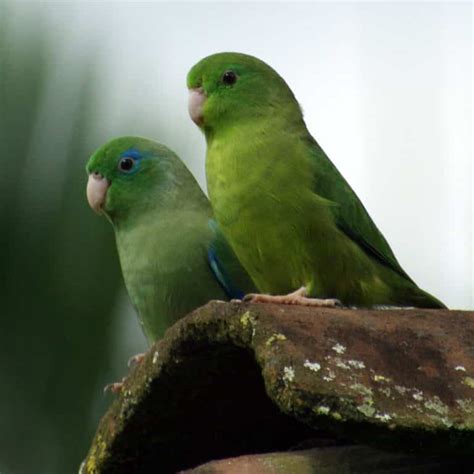 Parrotlets Parrots Lifespan - Parrotlets Care Guide - Cute Parrots