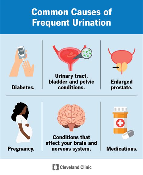 Frequent Urination: Causes, What It Means & How To Stop