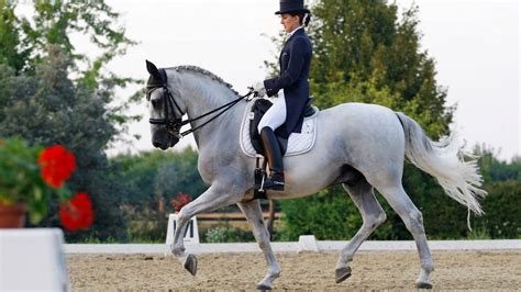 How Are Horses Trained For Dressage – An Interactive Guide